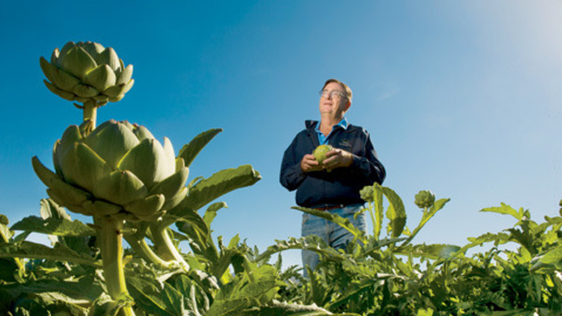 A Kinder, Gentler Artichoke