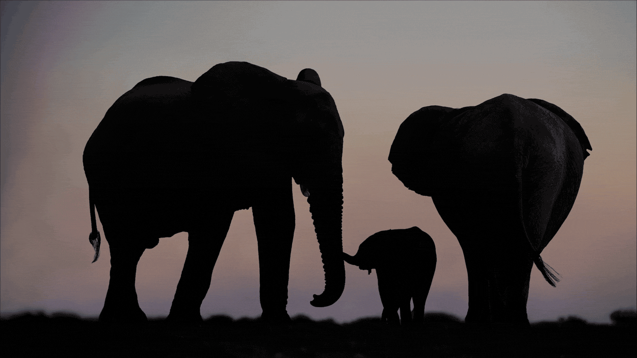 My Summer Vacation: Three Weeks with Elephants