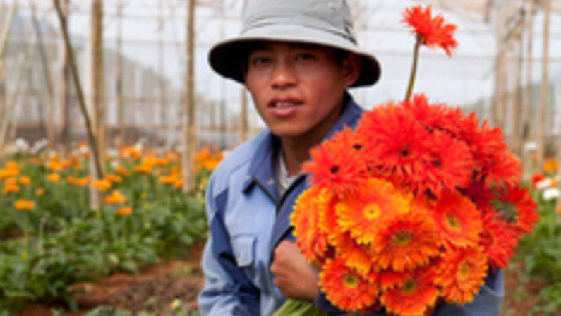 Picking Sustainable Flowers: Nitty-gritty