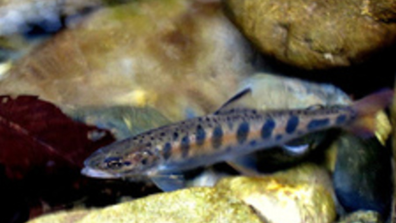 One Shower, Hold the Shampoo: Nitty Gritty