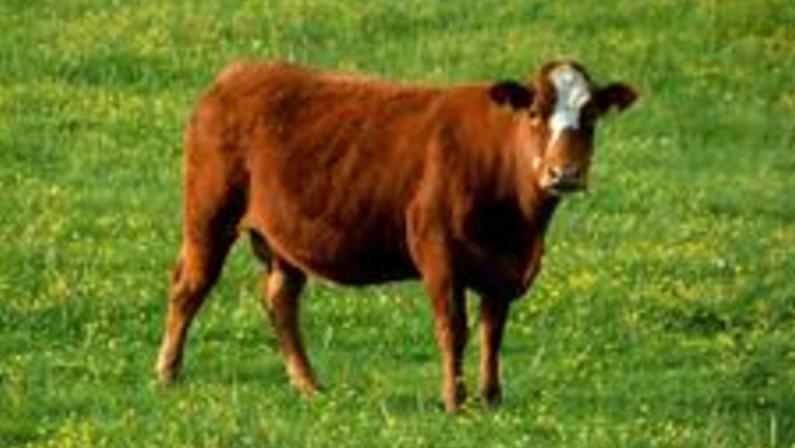 Our Meaty Methane Problem: Nitty-gritty