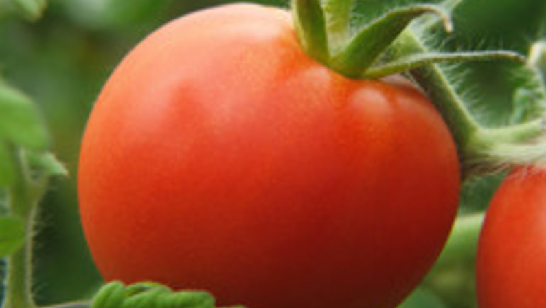 The Dirt on Organics: Nitty-gritty