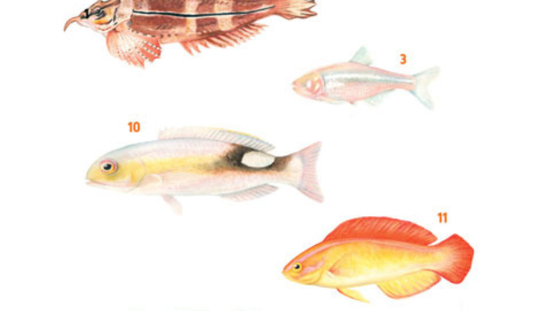 28 Fish Called Jordan