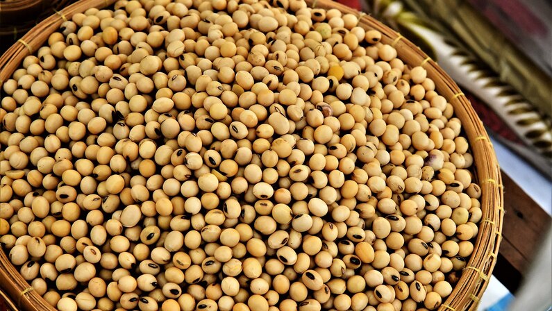 To Bean or Not to Bean, Soy is the Question: Essential Answer
