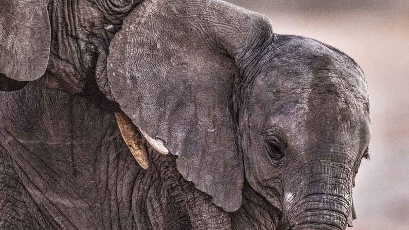How Elephants Establish Who Is in Charge