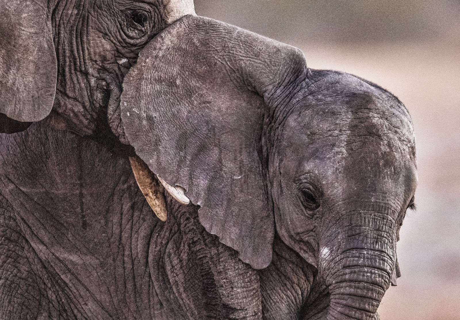 How Elephants Establish Who Is in Charge