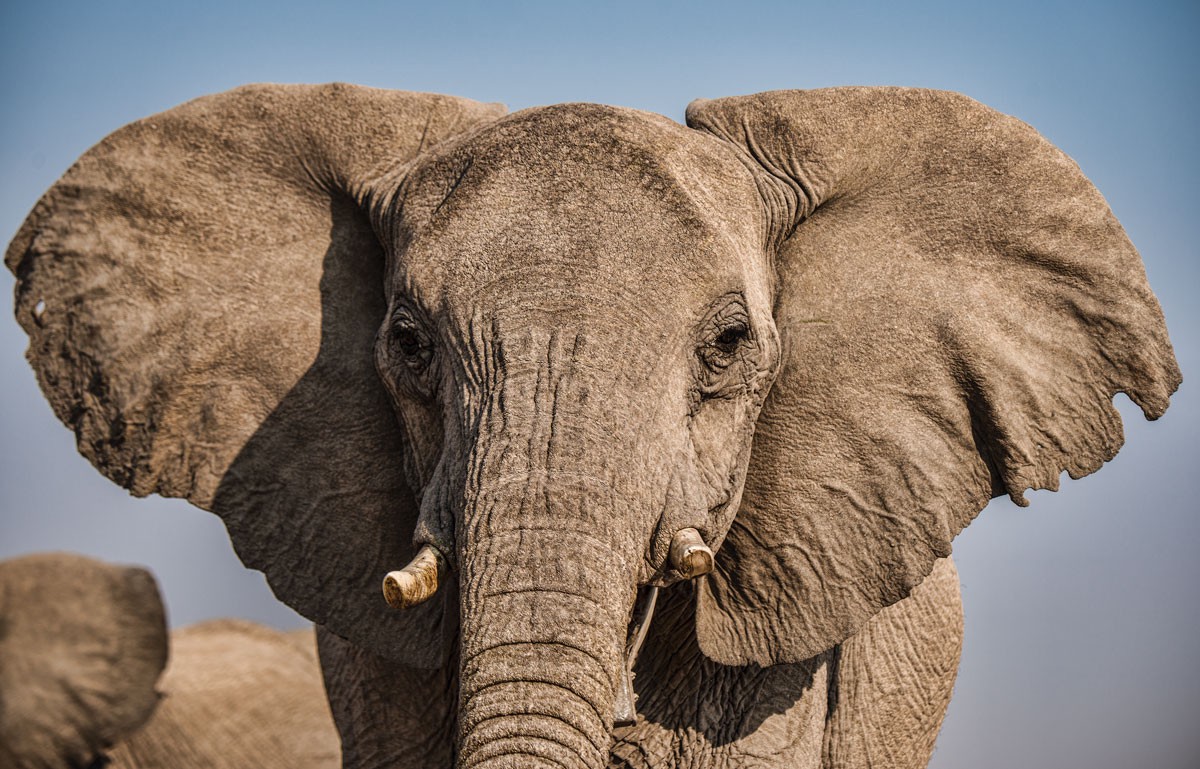 Do You Speak Elephant?