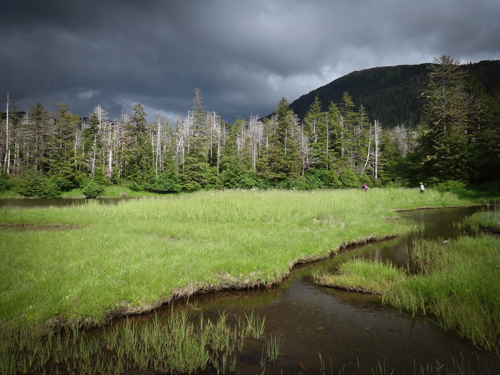 How Alaskans Are Adapting to the Death of the Yellow Cedars