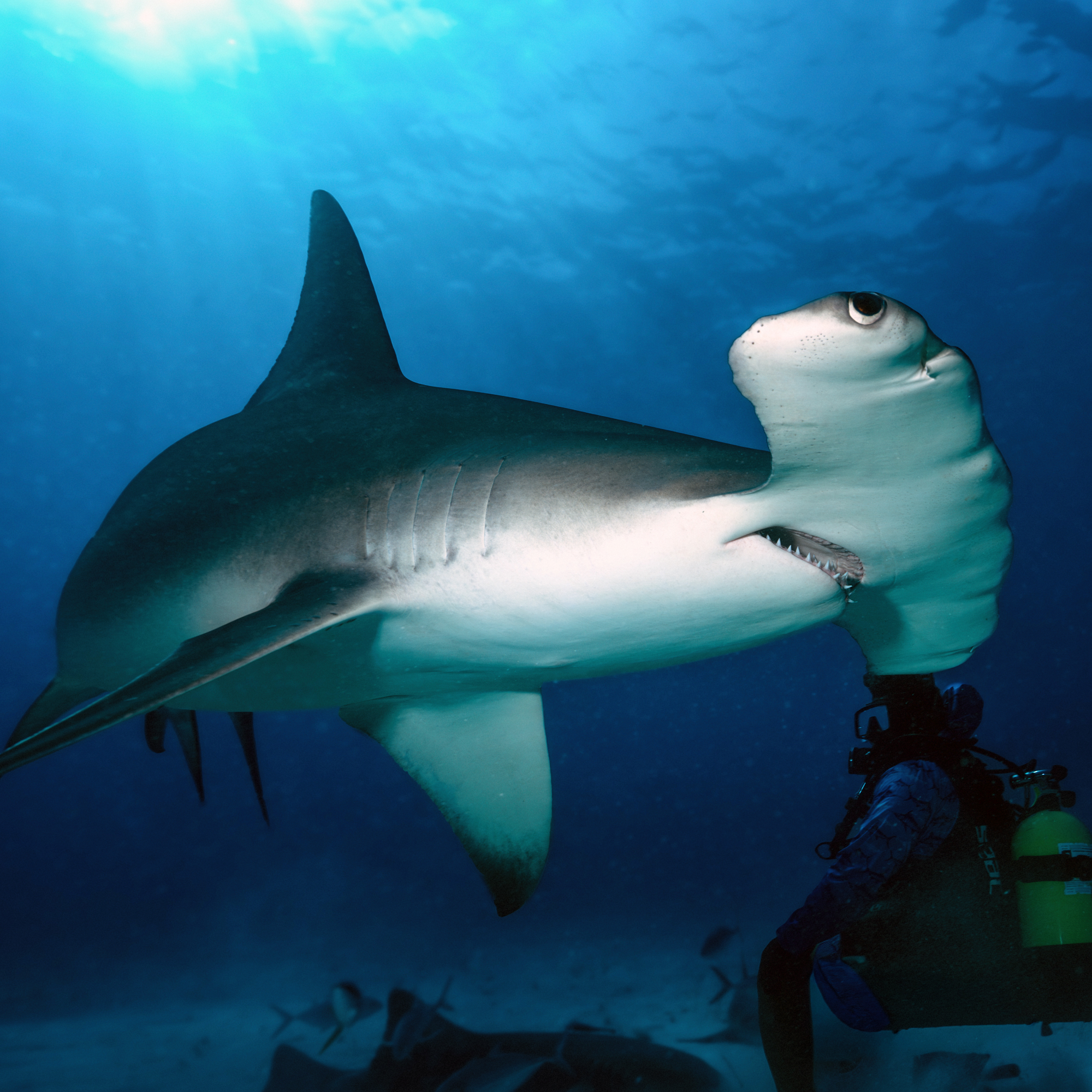 Hammerhead shark