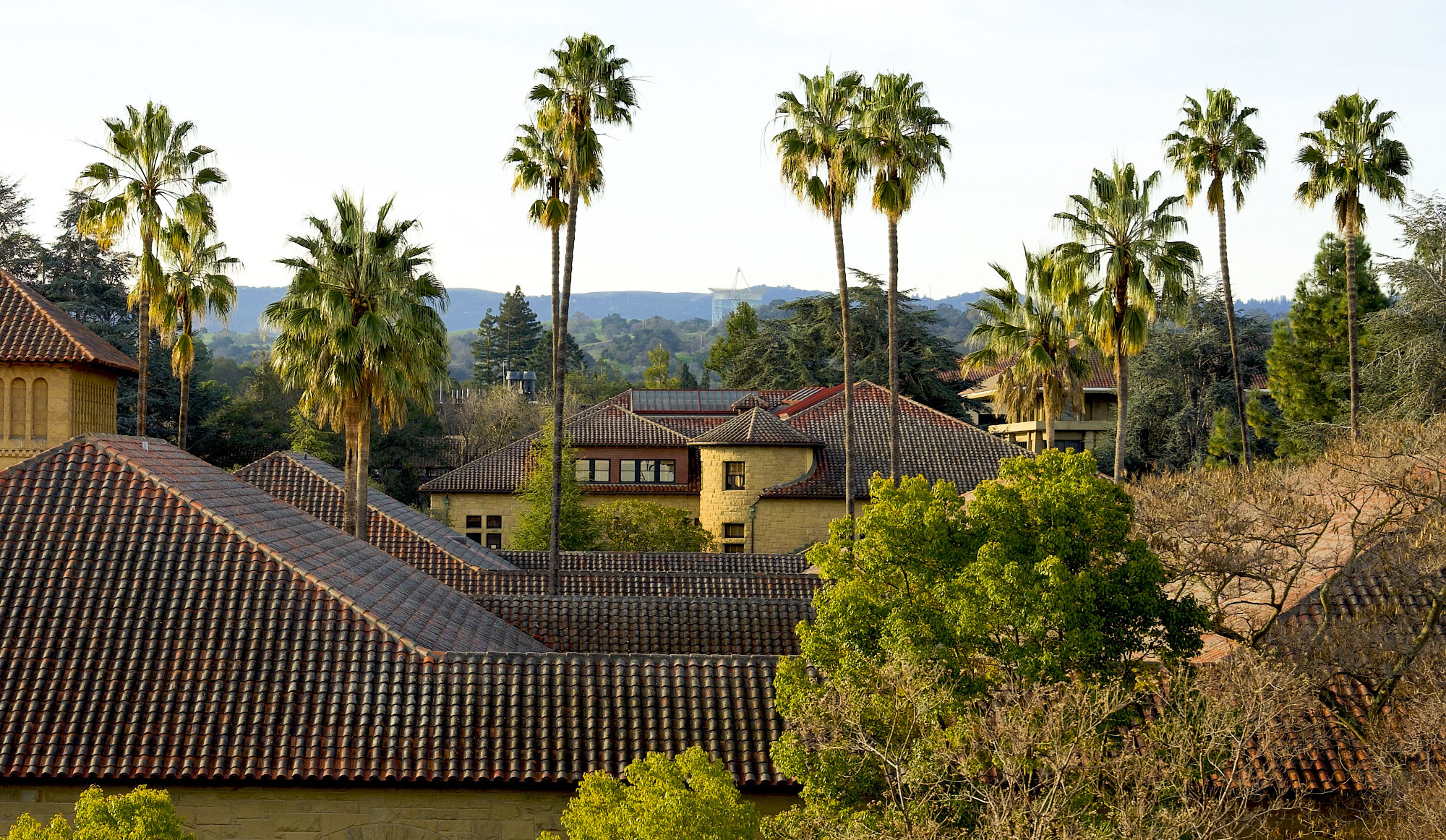 View of buildings and palm trees on campus