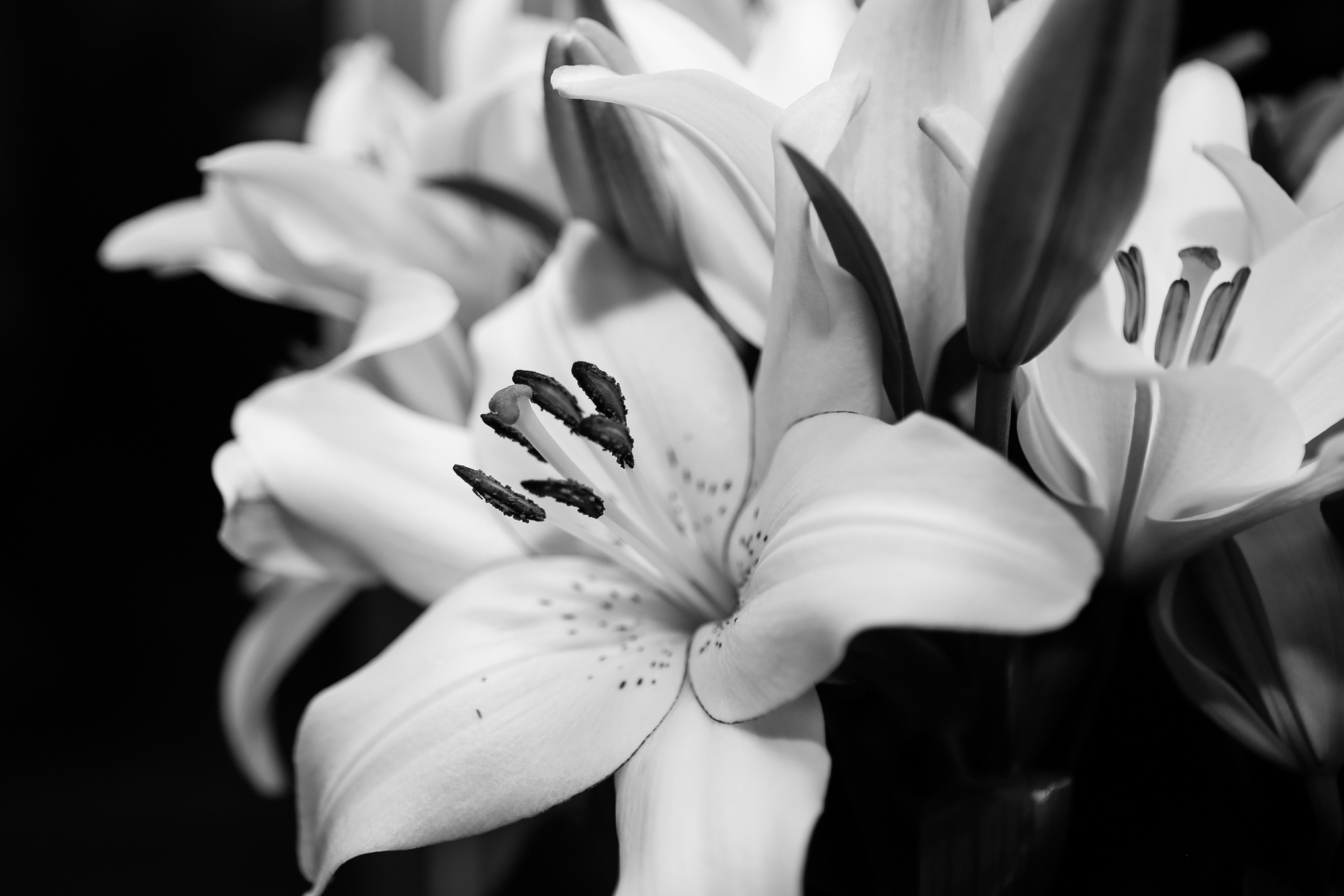 Photo of lillies