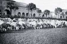 Century at Stanford