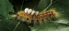 What You Don't Know About Campus Caterpillars