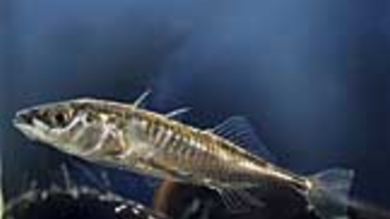 Fish Research: Part of Breakthrough of the Year
