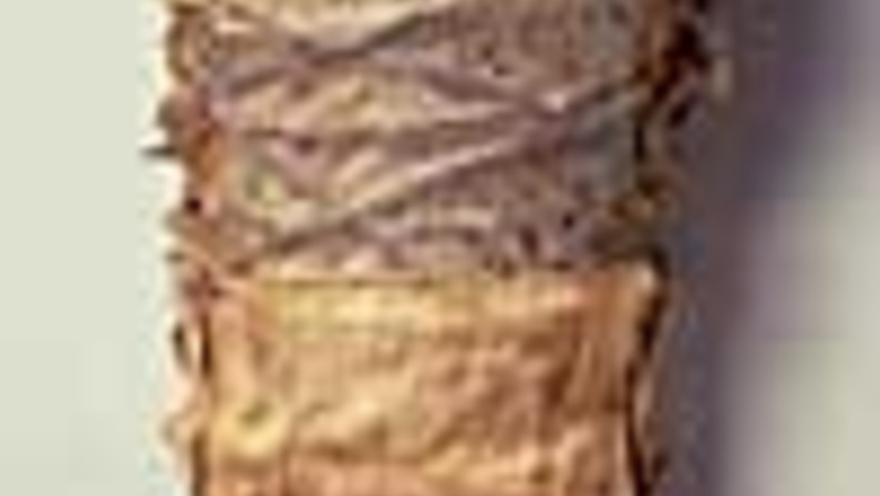 What's Behind the Mummy's Mask?