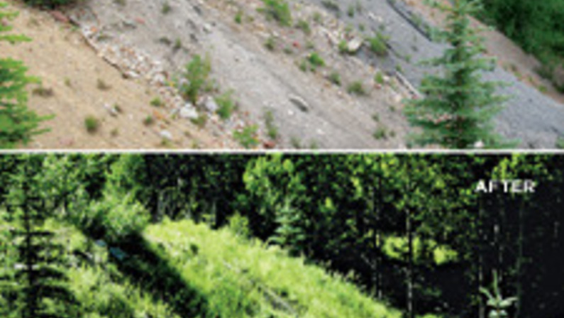 Rising From the Ashes