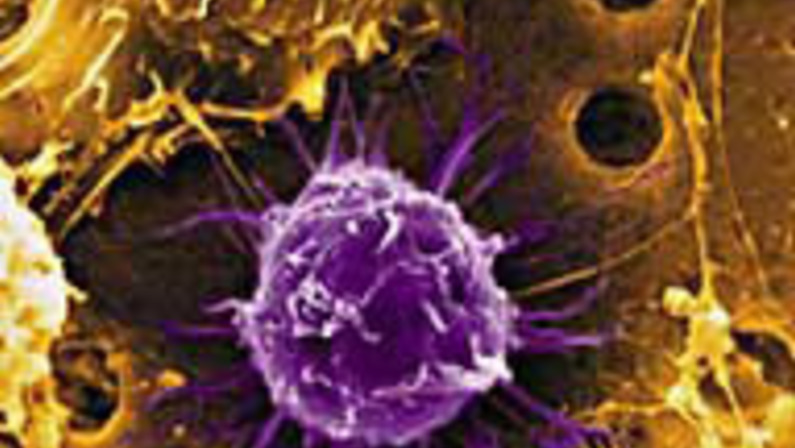 Cell Division