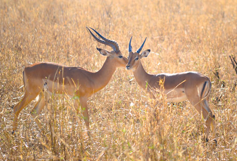 Two gazelle out in a grassy field. One with long horse appears to be licking the other, short-horned gazelle in the face.