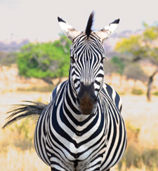 A photo of a zebra looking directly into the camera. Its tails sways to the side.