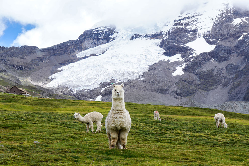 A group of alpacas eating grass underneath snow covered mountains.