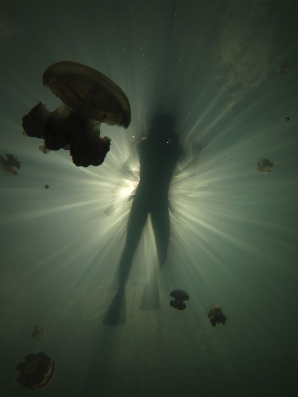 Diver swimming with a swarm of jellyfish.