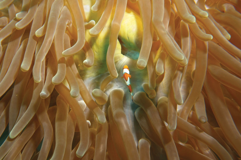 Clownfish swimming through the ocean.