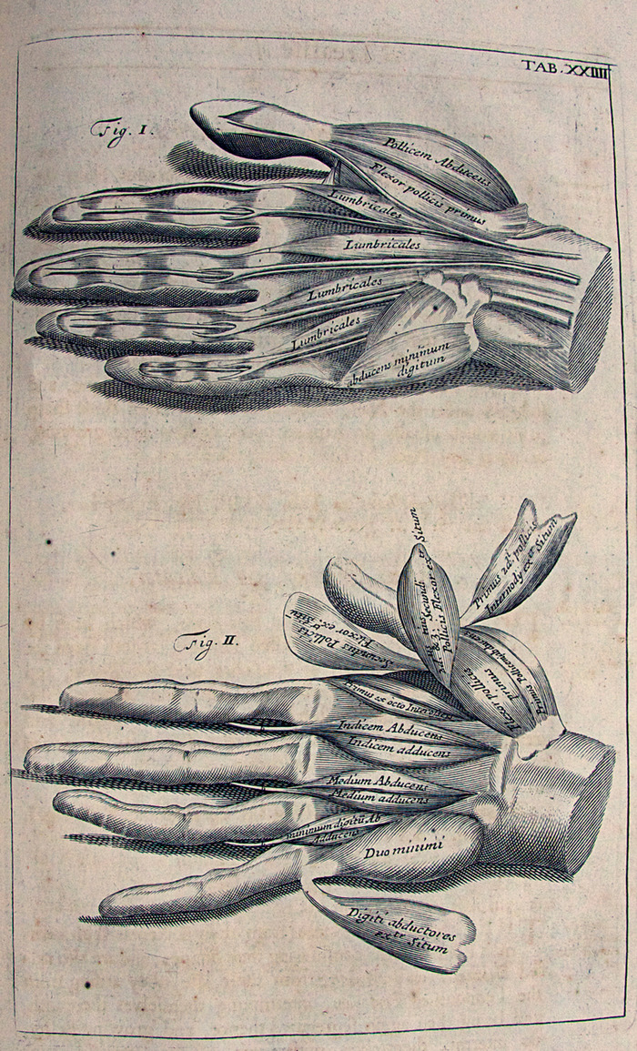 A page from an old book with complicated diagrams of hands and their muscles. The second hand deconstructs the muscles in the first into subgroups.