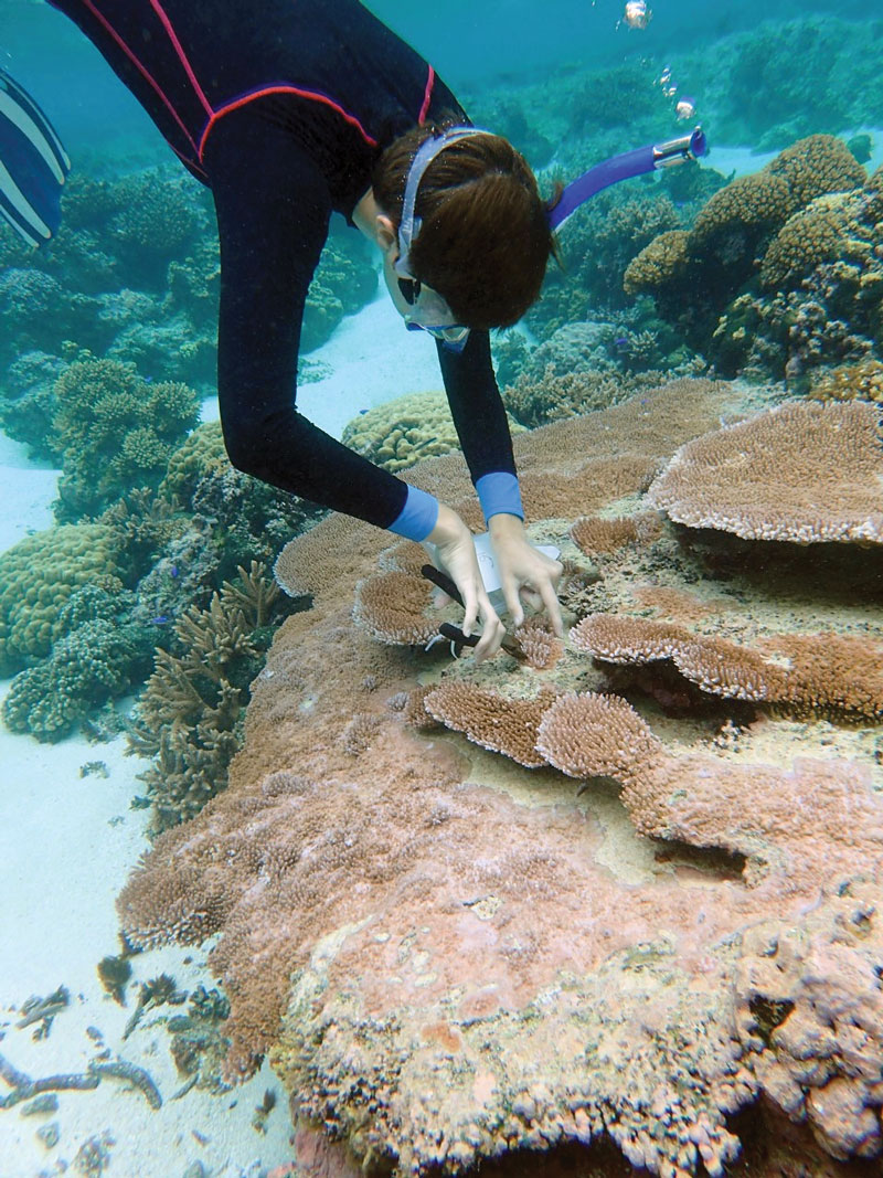 Woman snorkeling in red coral reef.