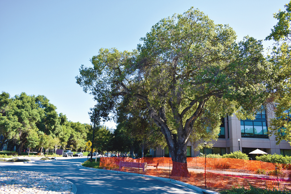 Gordon Hampton oak tree surrounded by orange construction fencing