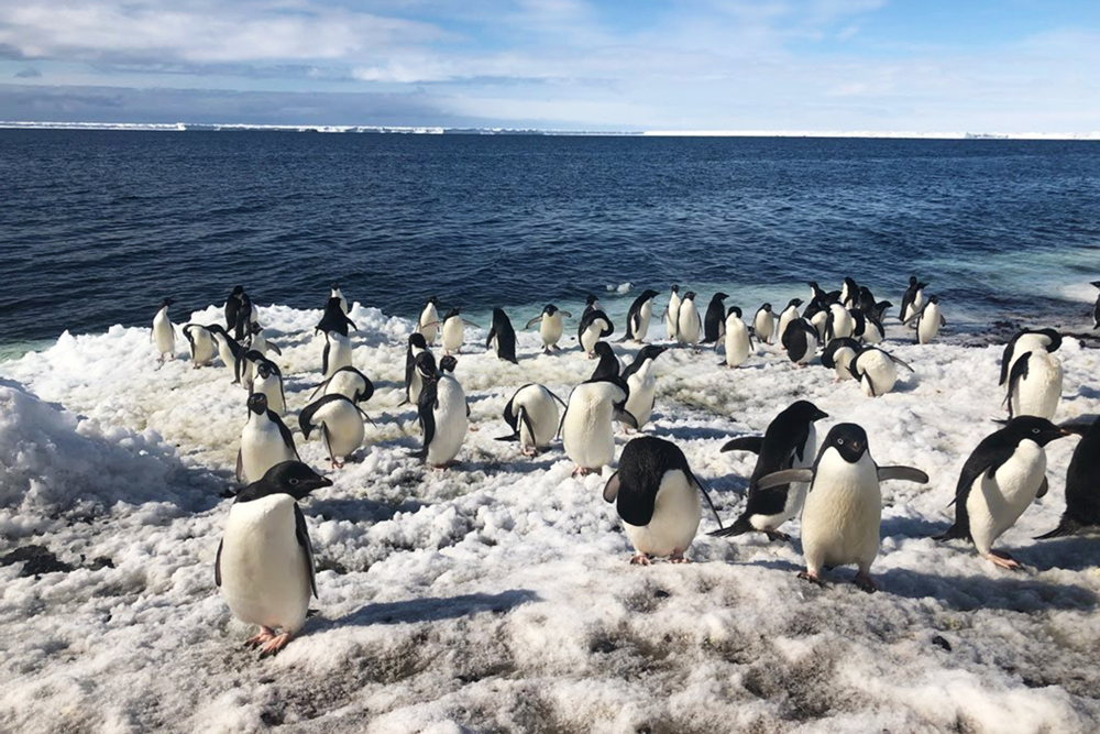 Many penguins walking on ice