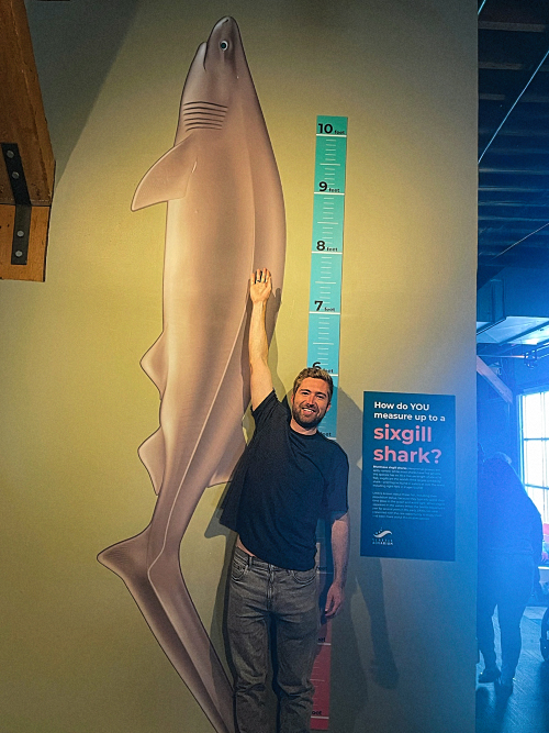 Max Arsenault measuring himself next to a drawing of a sixgill shark.