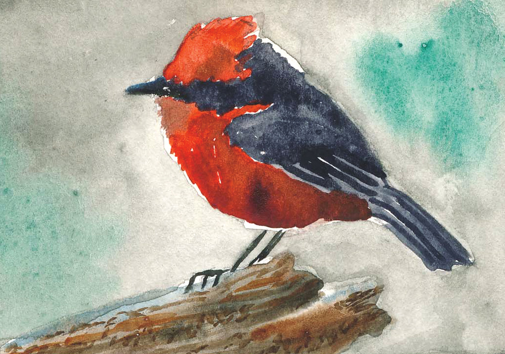 Painting of a vermillion flycatcher