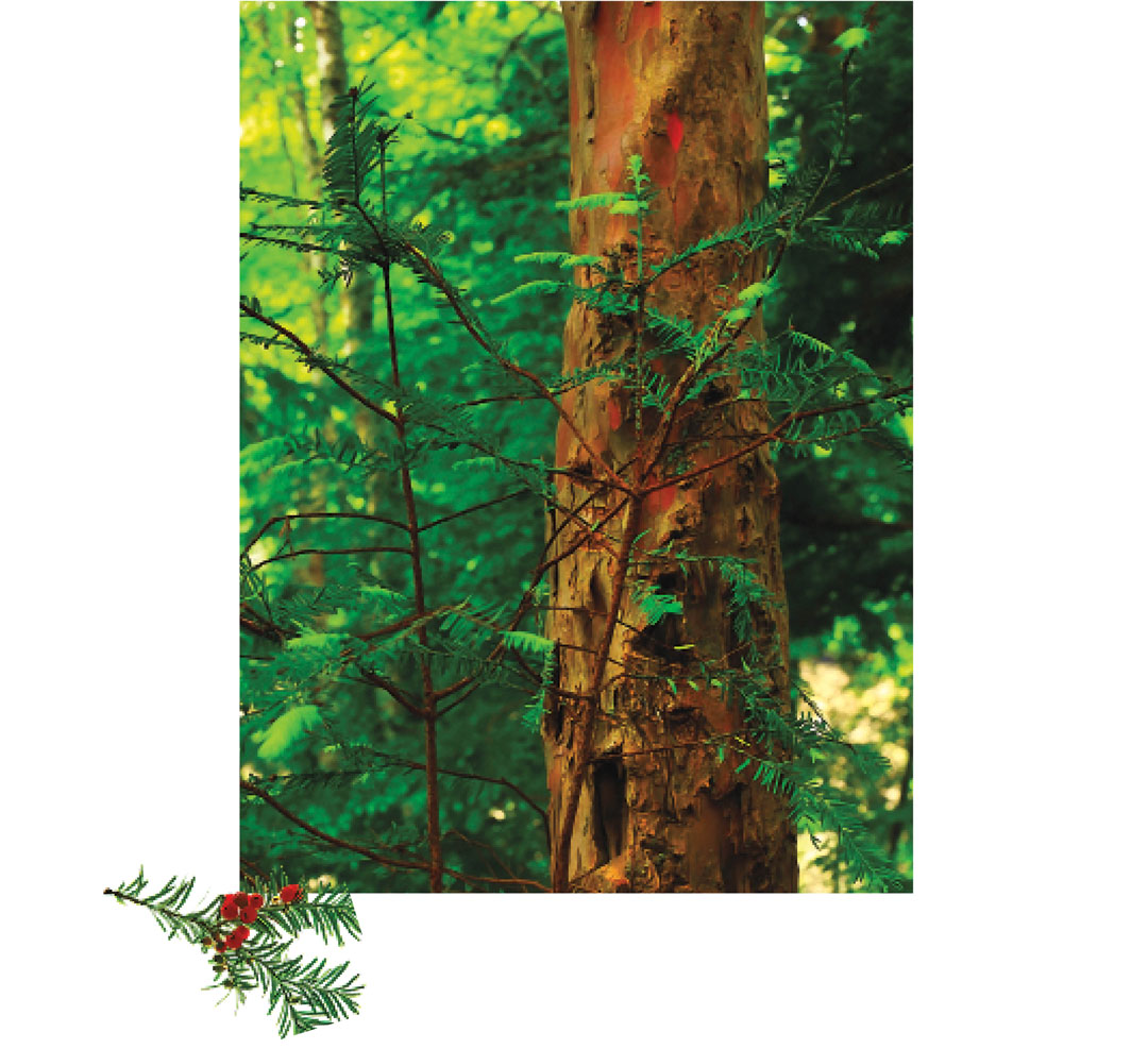 Yew tree