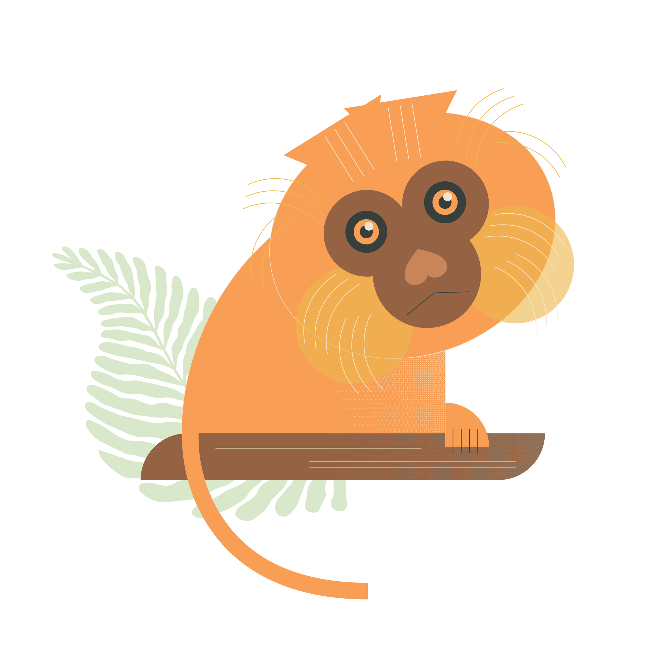 Golden Lion Tamarin illustration