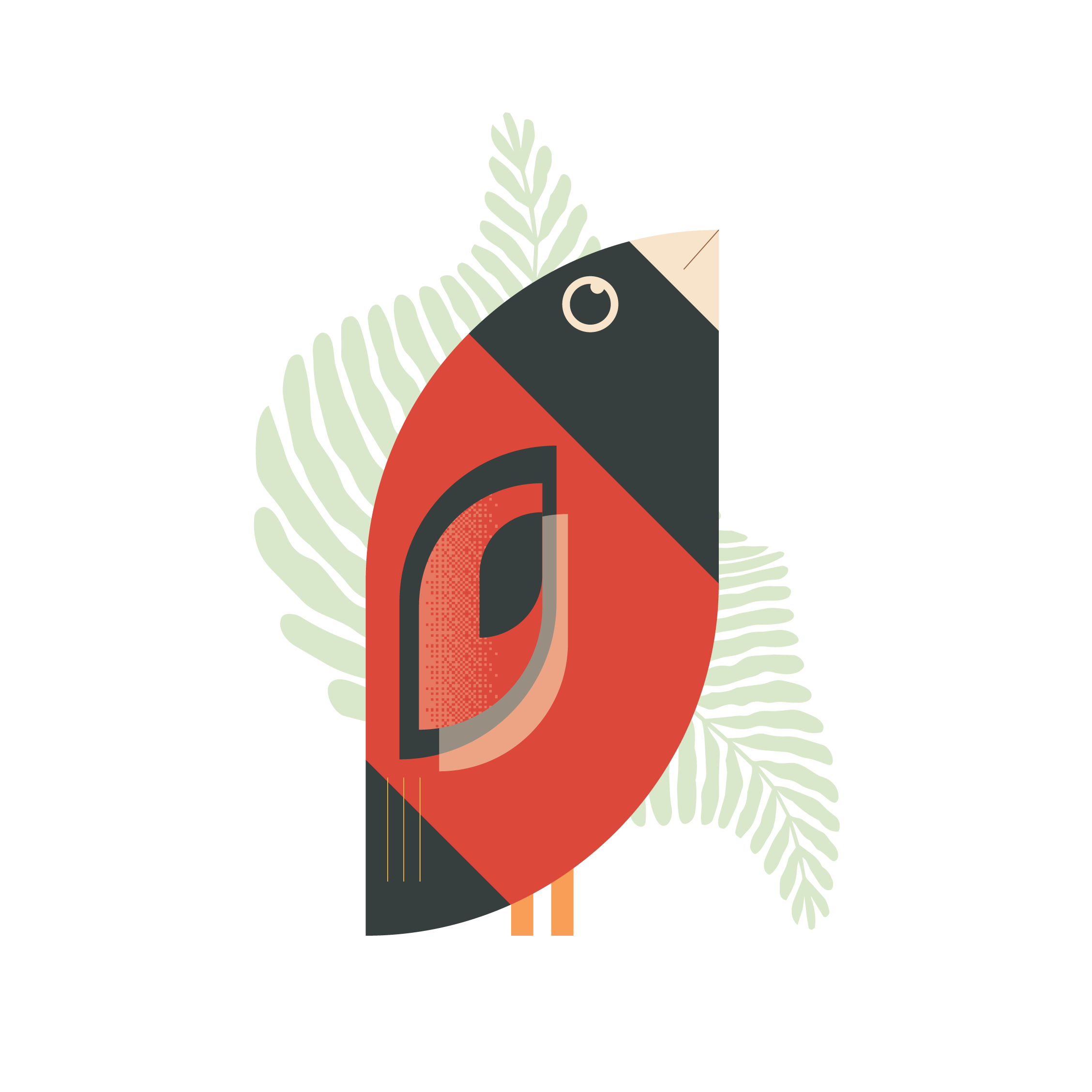 Red Siskin illustration