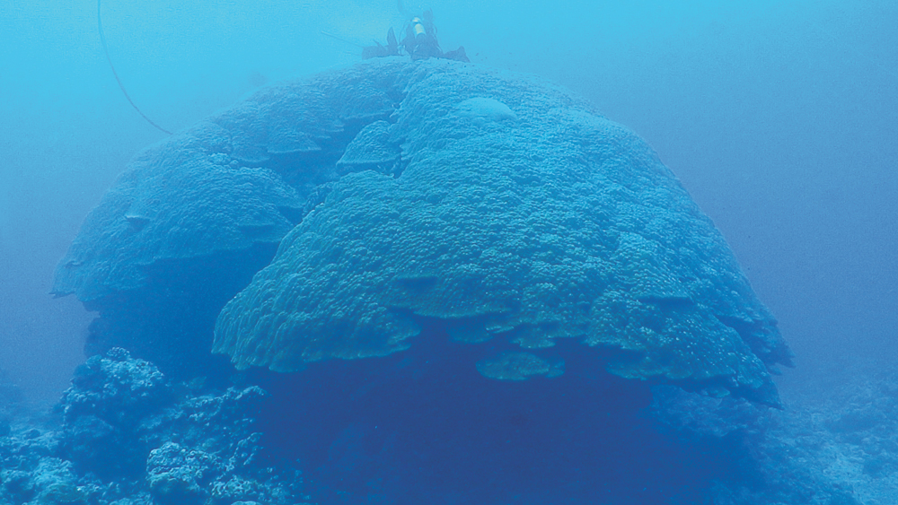 A massive corral reef